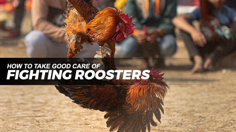 How to take care of fighting roosters