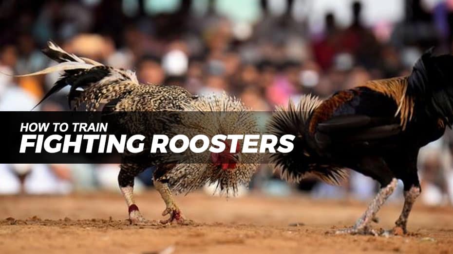 How to train your roosters