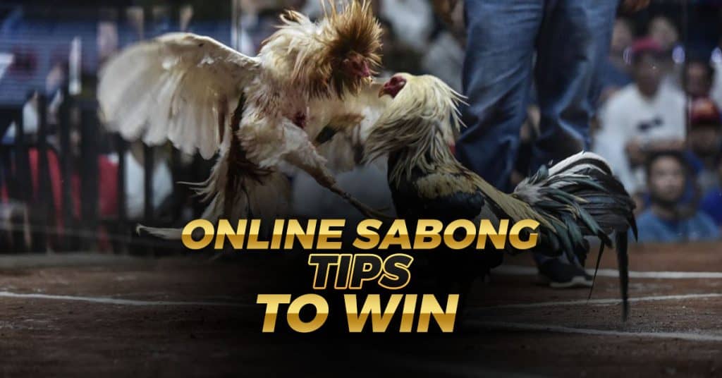 Online sabong tips to win