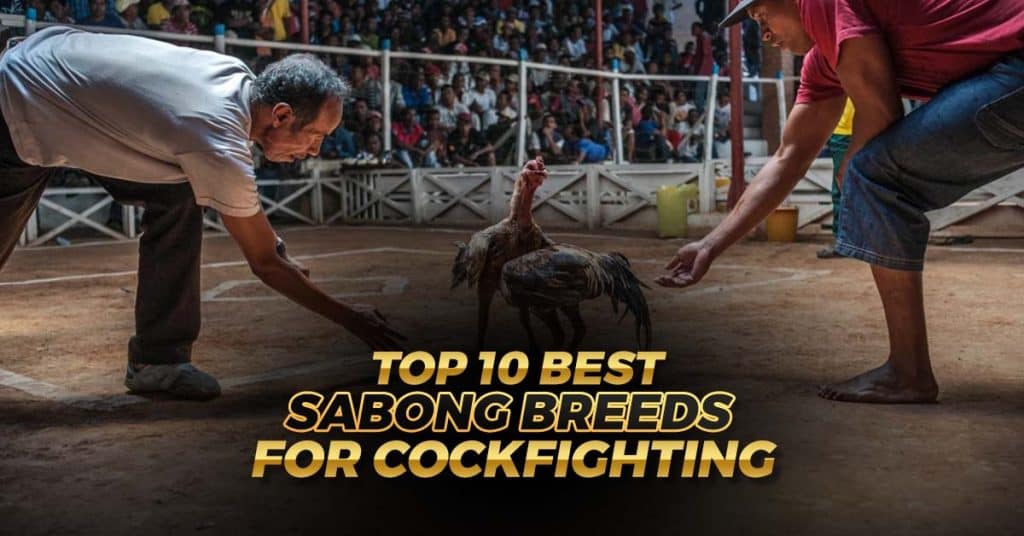 Top Best Sabong Breeds for cockfighting