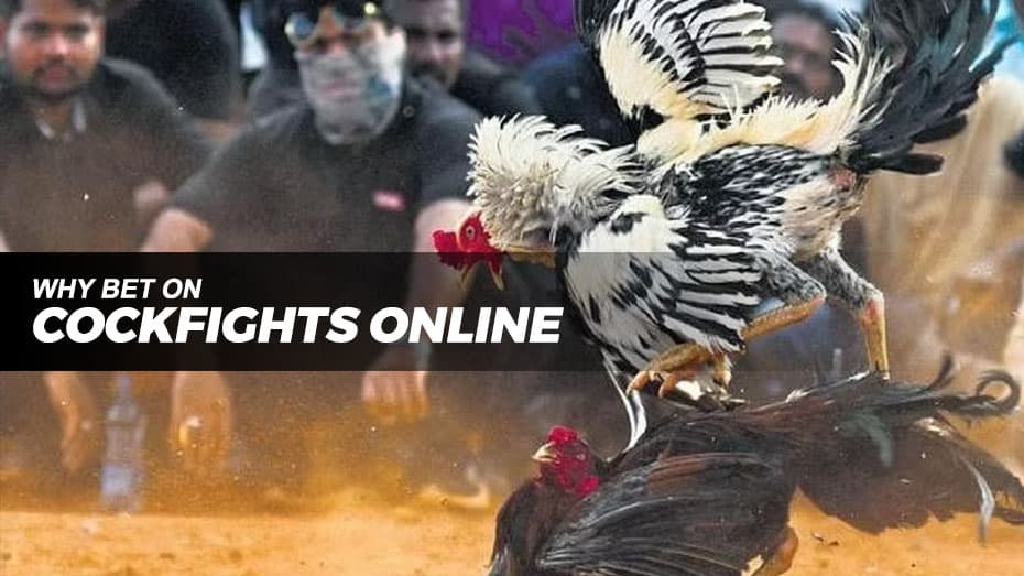 Why betting on online Cockfight