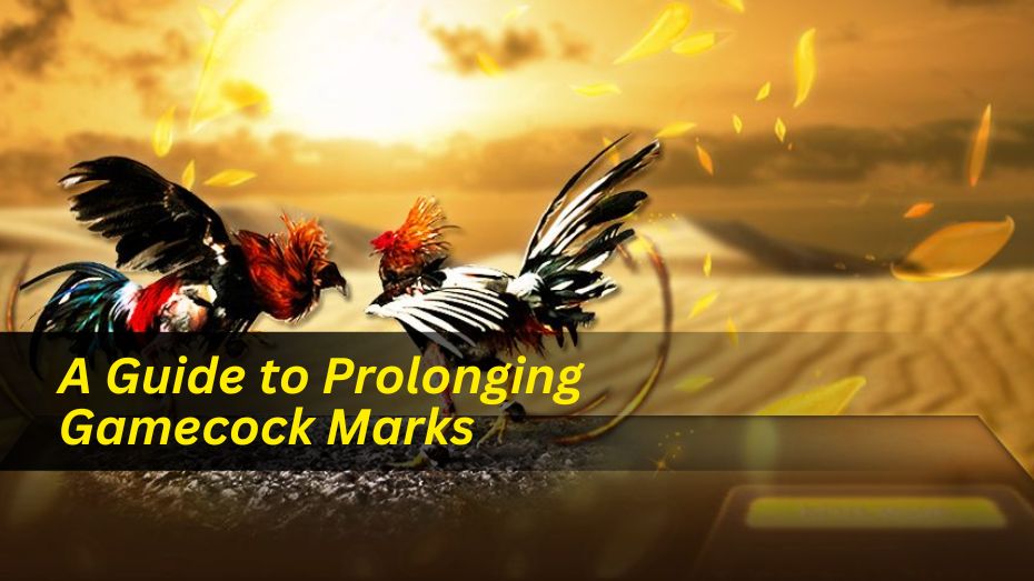 A Guide to Prolonging Gamecock Marks